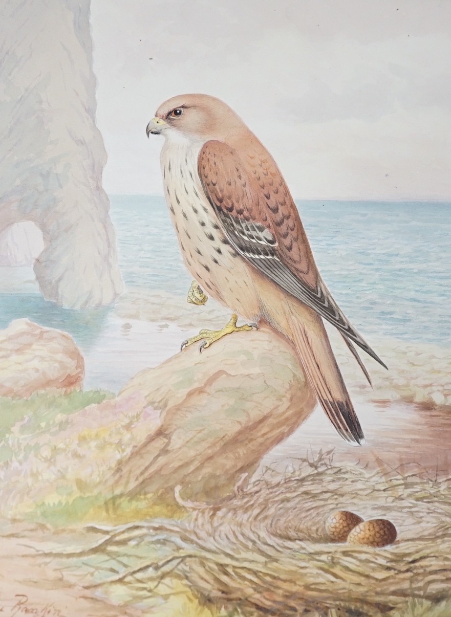 Andrew Scott-Rankin (1868-1942) and George Rankin (1864-1937), three watercolours, Studies of a Robin, Golden Eagle and Kestrel, signed, 36 x 26cm, unframed